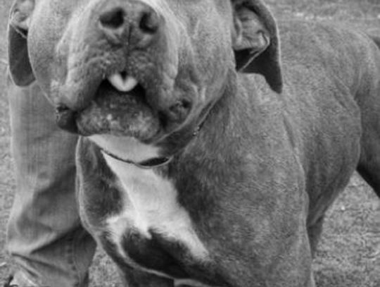 San Marcos Regional Animal Shelter Pets of the Week