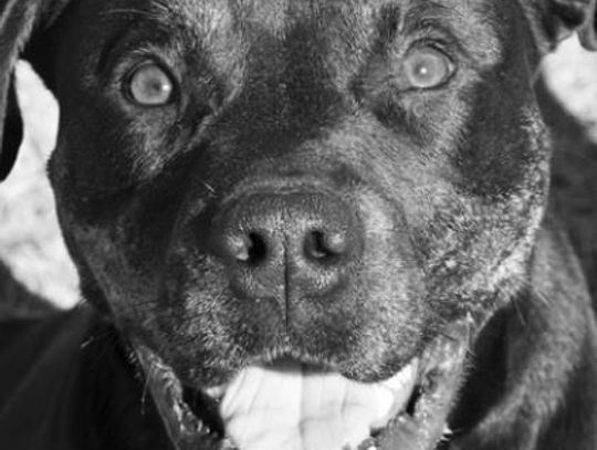 San Marcos Regional Animal Shelter Pets of the Week