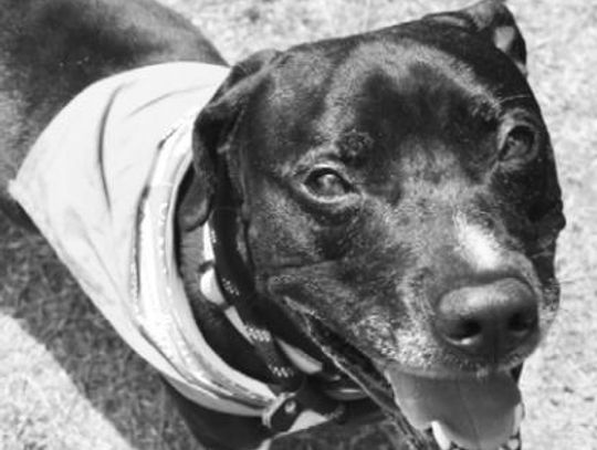 San Marcos Regional Animal Shelter Pets of the Week