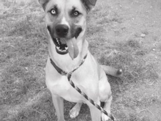 San Marcos Regional Animal Shelter Pets of the Week