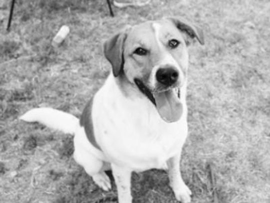 San Marcos Regional Animal Shelter Pets of the Week