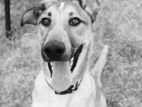 San Marcos Regional Animal Shelter Pets of the Week