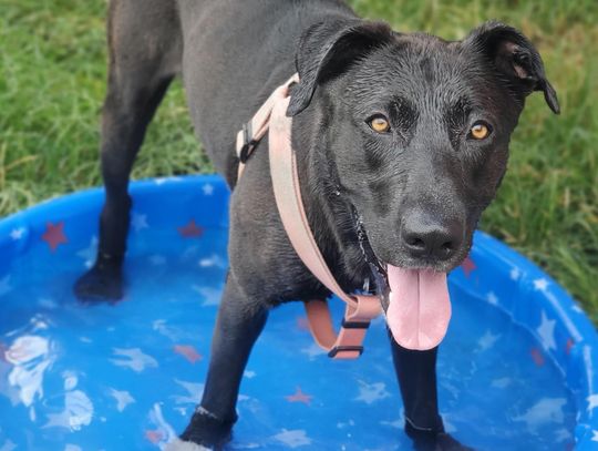 San Marcos Regional Animal Shelter receives $20K grant from ASPCA