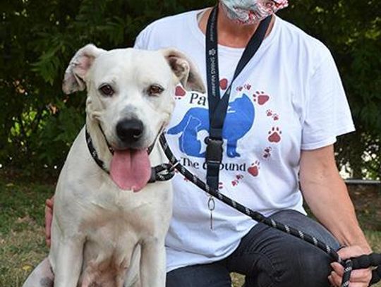 San Marcos Regional Animal Shelter’s free adoption event goes virtual