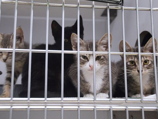 San Marcos Regional Animal Shelter taking part in Clear the Shelter event