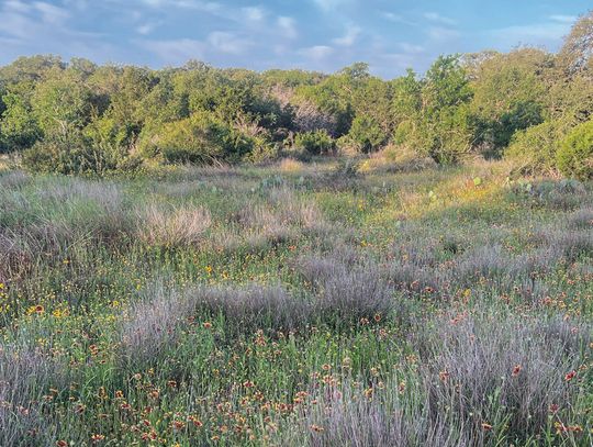 SAVING THE TEXAS HILL COUNTRY