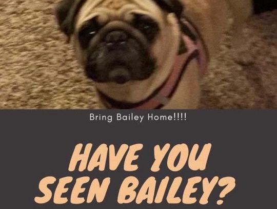 Search on for missing dog last seen at local business