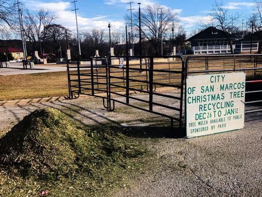 Season's end:  Christmas tree  recycling continues  