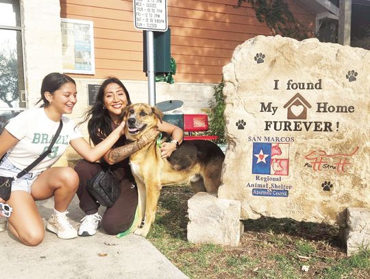 Shelter pleads for community support as kennels overflow