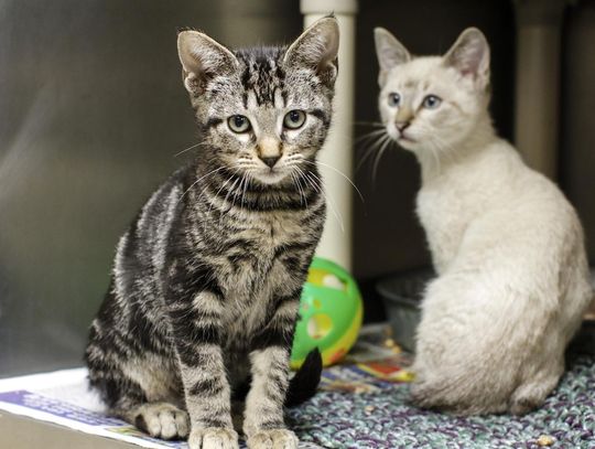 Shelter reopens cat adoption rooms