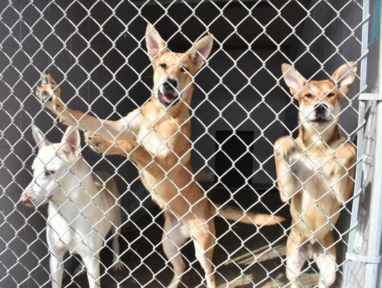 Shelter Summer Support, Animal Shelter seeks adopters and community support