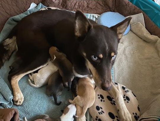 Sick mama dog and puppies get a lifesaving second chance