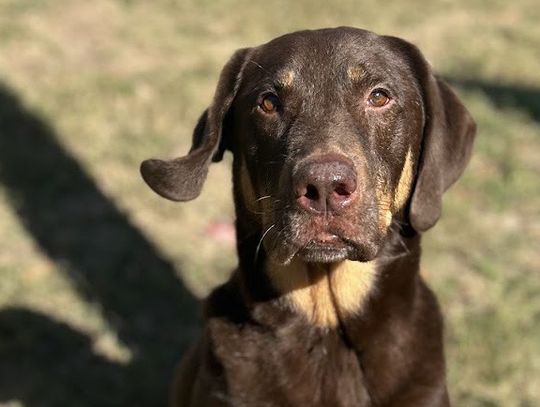 SM animal shelter at critical capacity