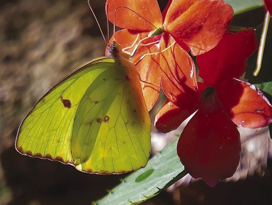 Soprano Impatiens: It could not get any easier