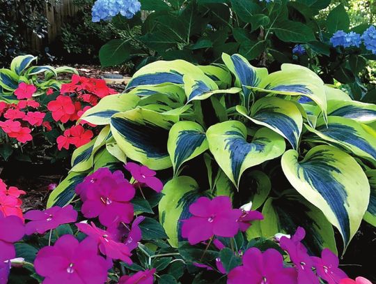 Soprano Impatiens will be a performance to your shade garden