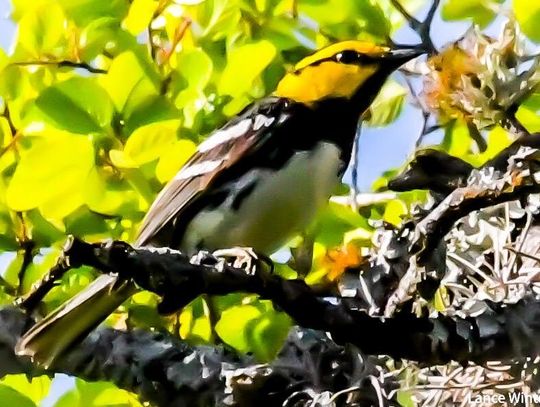 SPRING IN FULL BLOOM