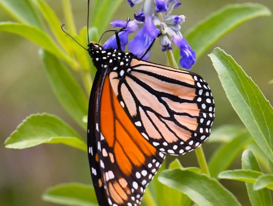 Spring Lake Garden Club meets, discusses best practices for sharing Wildflower seeds