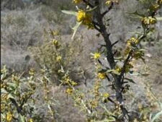 Stop and smell the agarita