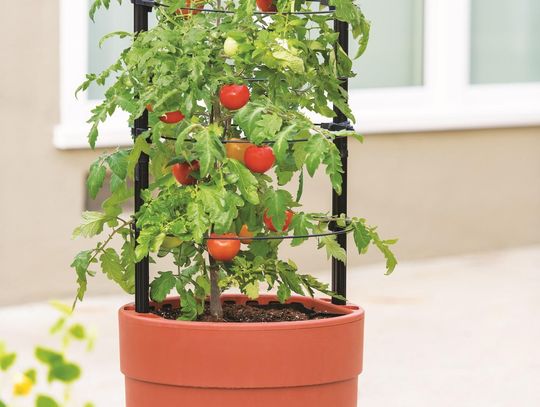 Strategies for a larger tomato harvest