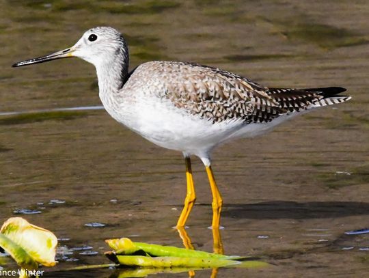 San Marcos, Spring Lake, wildlife, meadows center, birds, San Marcos News, San Marcos Record