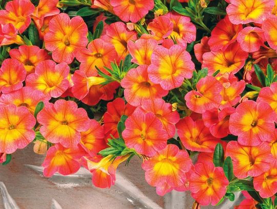 Superbells Coral Sun offers the garden flaming color