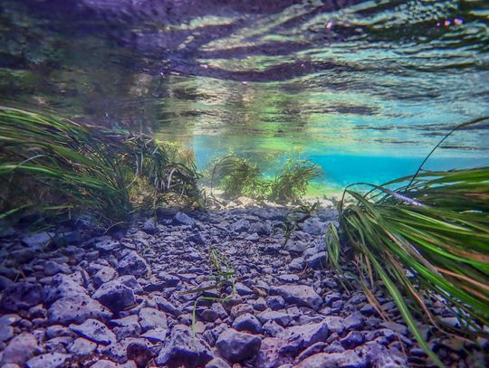Susan Hanson to share SM River underwater photos with SMTX Rotary