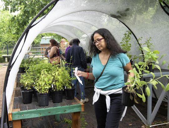 Sustainability Fair and native plant sale at the Discovery Center