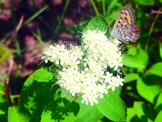 Taming the Texas takeover of invasives: