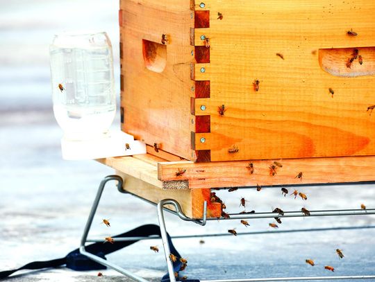 Tanger Outlets enlists community to help name its Queen Bee