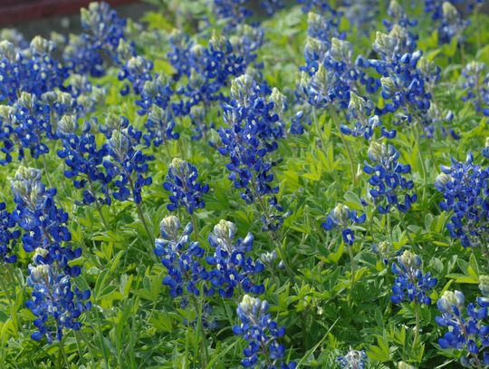 Texas parks go ‘technicolor’ with wildflowers