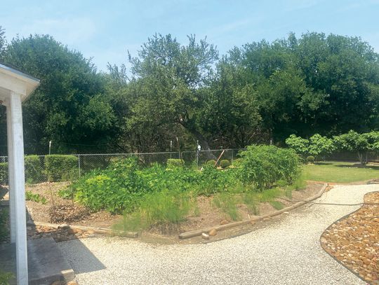 The benefits of planting native species