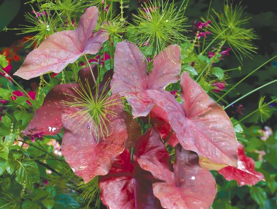 This Caladium creates a burning heart for your garden