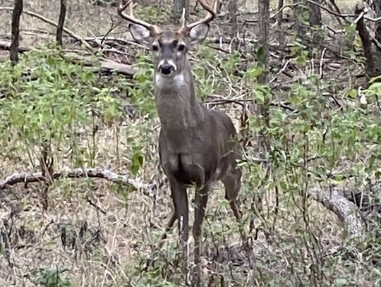 Trail Notes: Mindful Trails