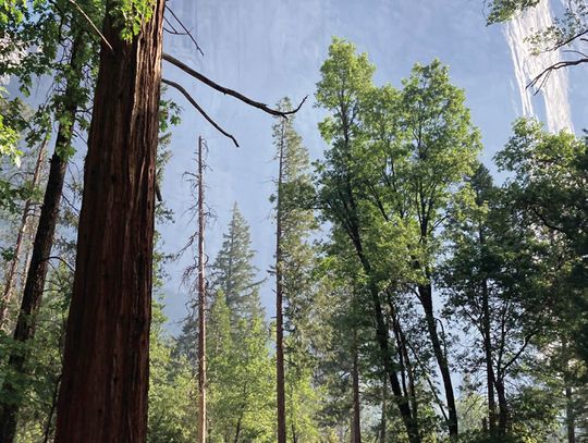 Trail Notes: Trail Flix