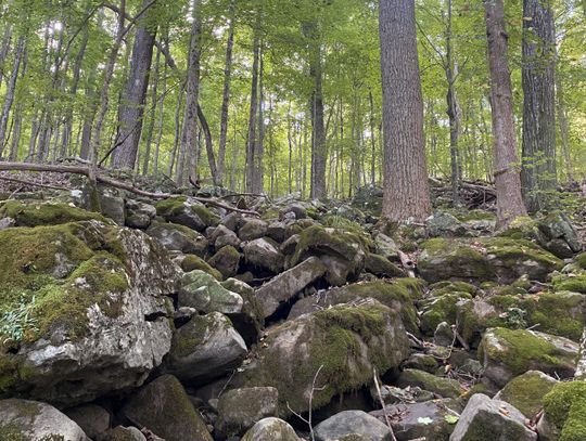 Trail Notes: What trail type are you?