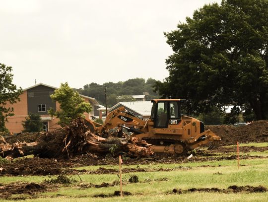 TXST tree removal upsets residents