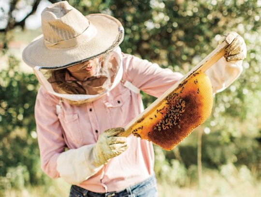 Vista Brewing to host Hays Honey Festival