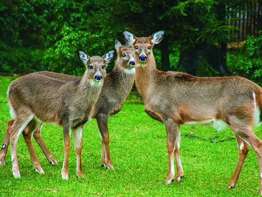 What you can do to help local wildlife