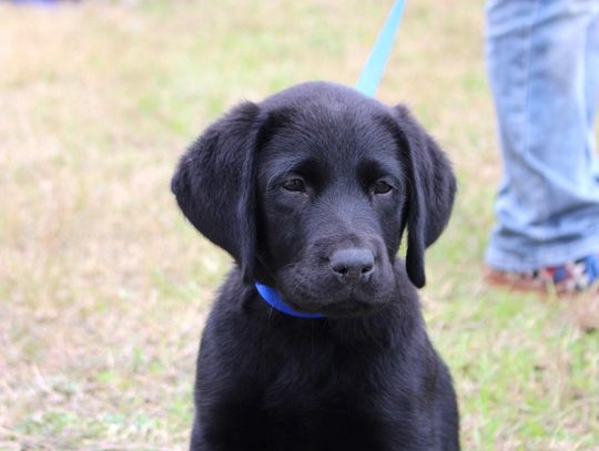 WHS students training pups for life of service