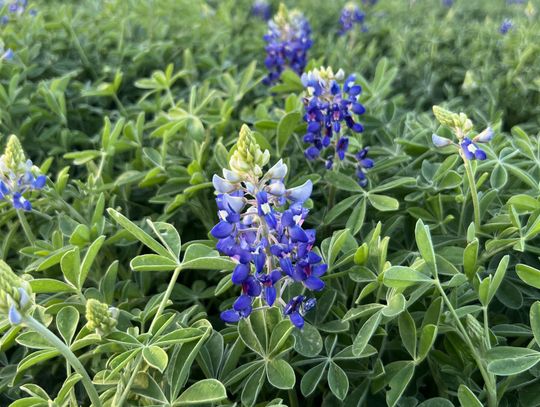 Wildflower Center predicts mixed season