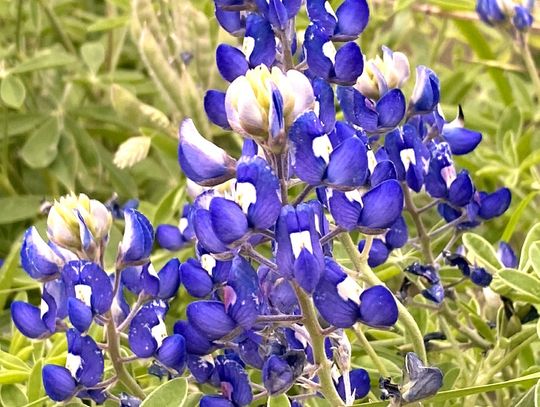 Wildflowers of Texas herald change in the season