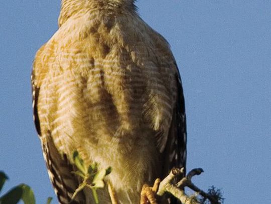 Wimberley Birding Society to present ‘Magical Migration’ at quarterly meeting Nov. 20