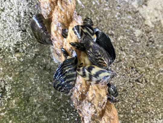 Zebra mussels threaten river, not tap water