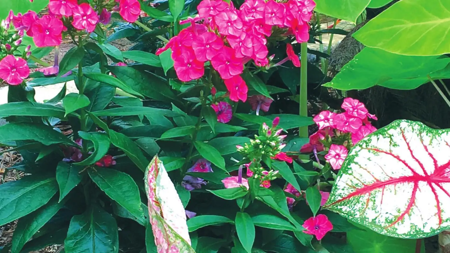 Luminary Sunset Coral creates a new phlox fanatic
