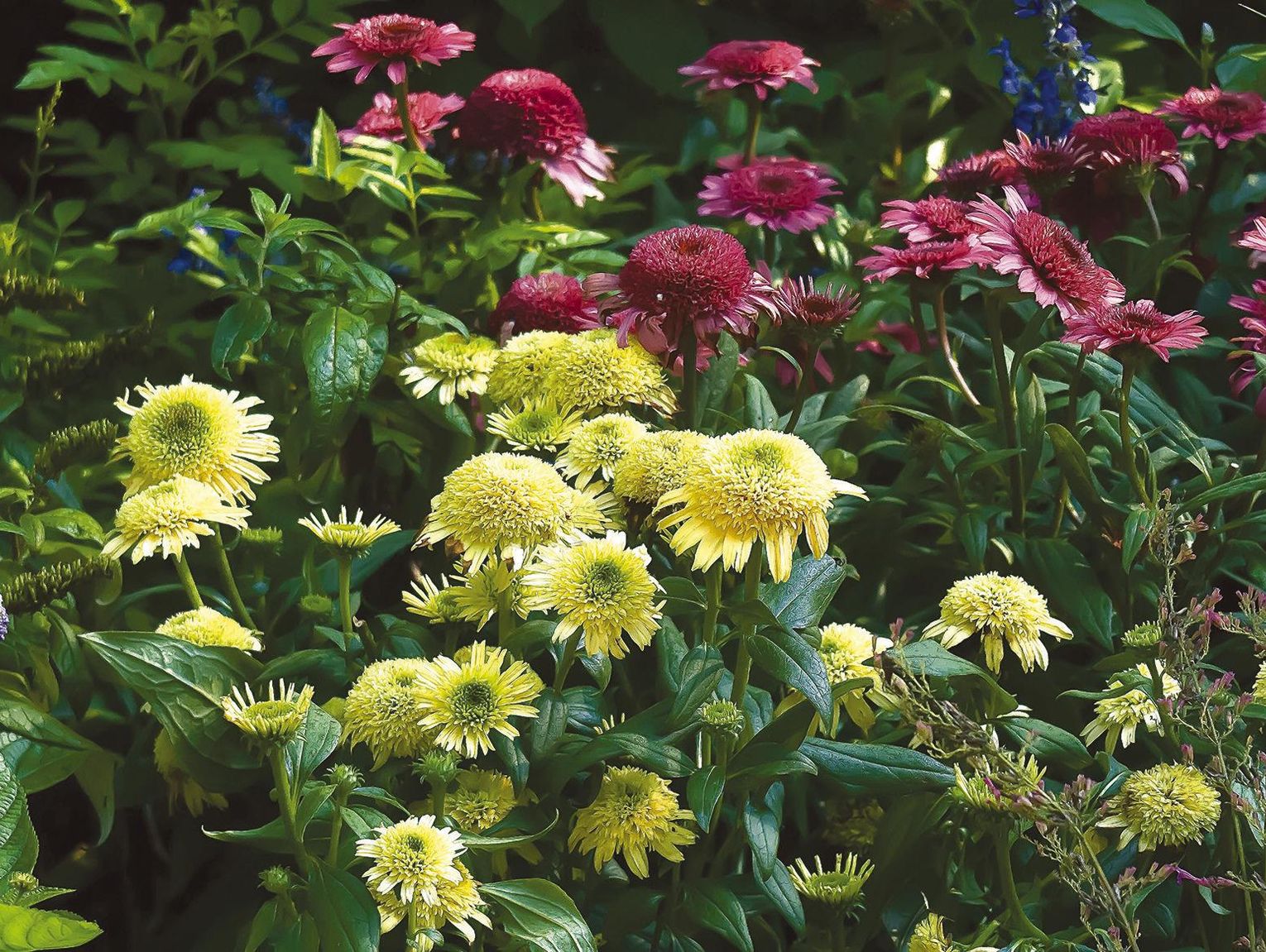 Butter pecan and raspberry beret: Like dessert for the garden