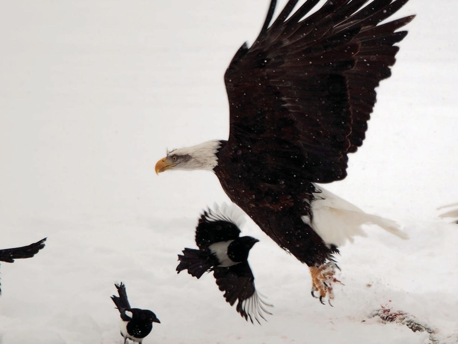 Exploring Nature: Hummers, Haines and Capri