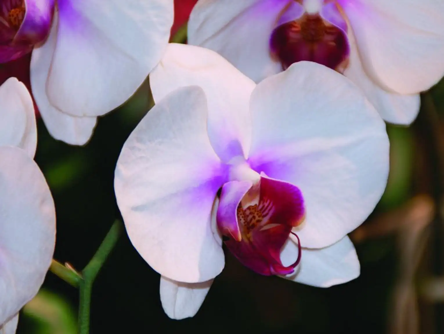 xga-4x3-exploring-nature-