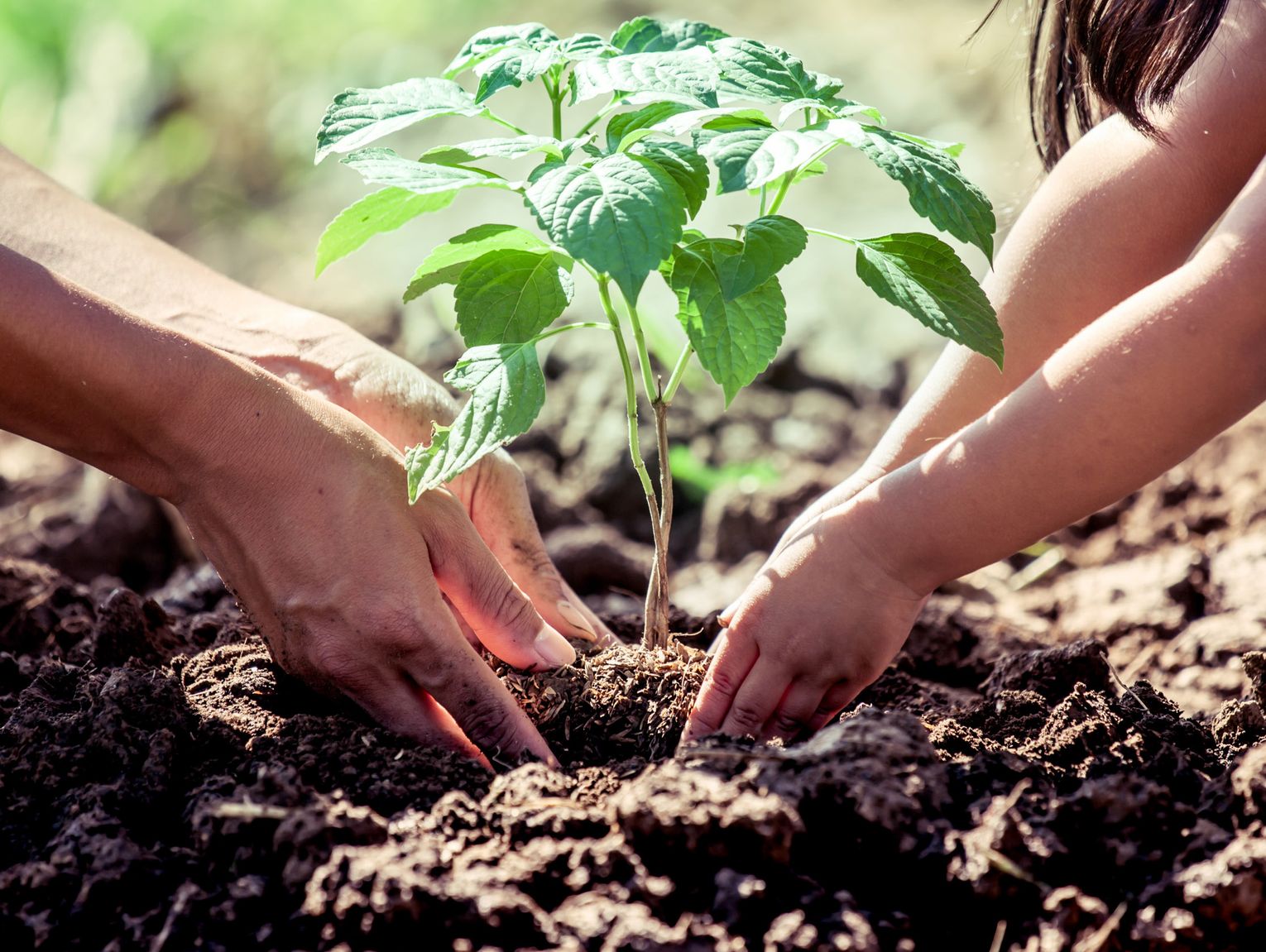 Hays County Master Gardener: Celebrating Trees on Texas Arbor Day