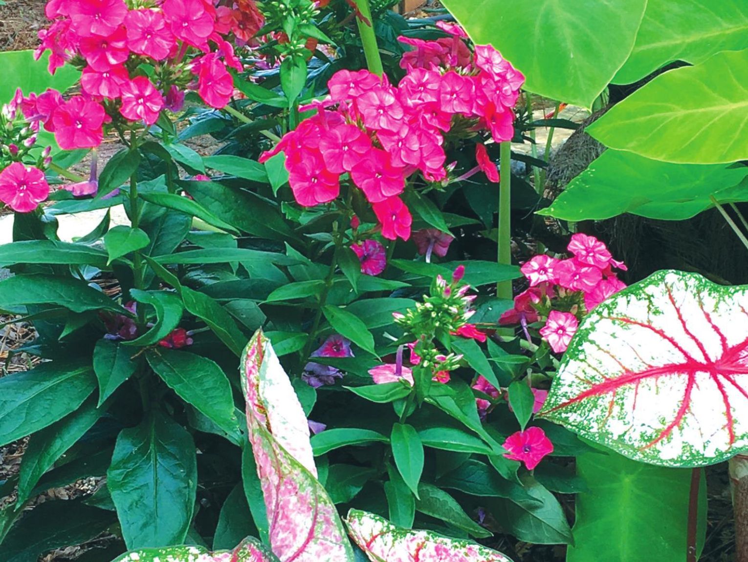 xga-4x3-luminary-sunset-coral-