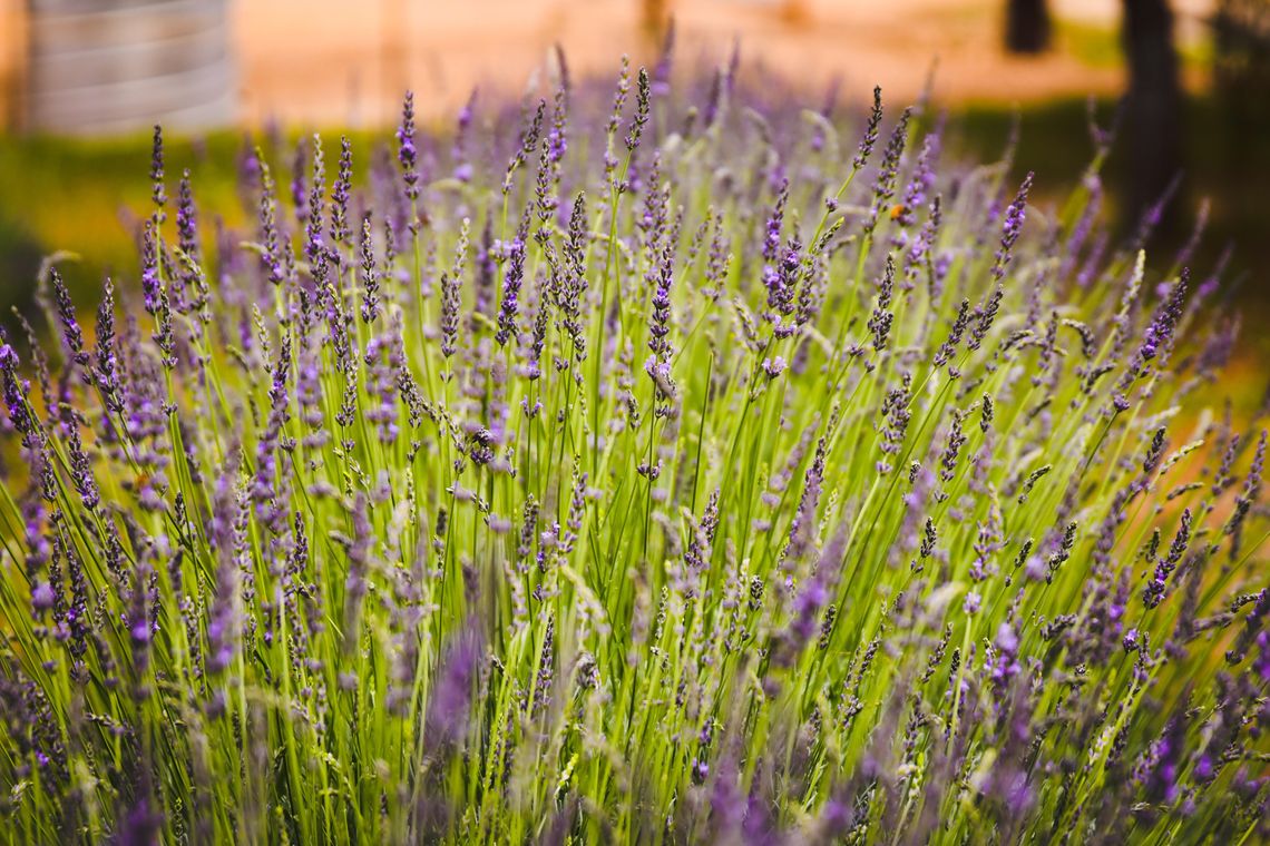 15th Annual Lavender Festival kicks off today in Blanco